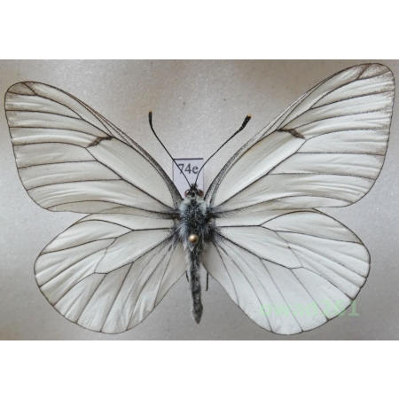 Aporia crataegi (Linnaeus, 1758) male Poland74e